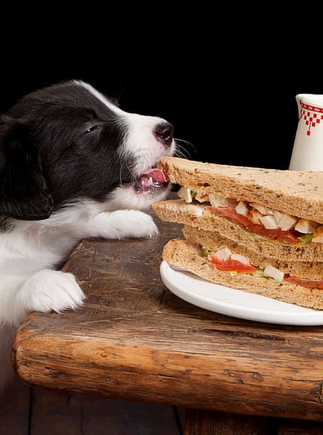 Are you up to date on your poison prevention for dogs? Here are the top ten toxins for dogs | Dog Training In Your Home Columbia